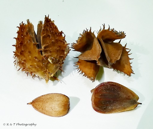 {Fagus grandifolia}